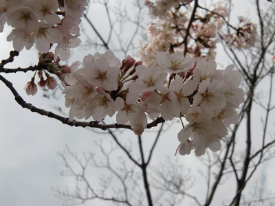 hatogaya15-3.jpg