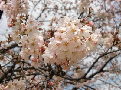 hatogaya15-5.jpg