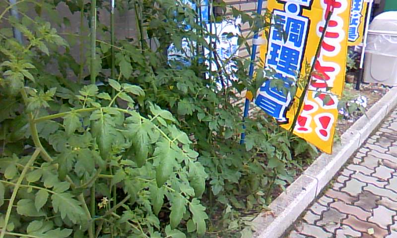 http://www.tenpos.co.jp/blog/tomato.jpg